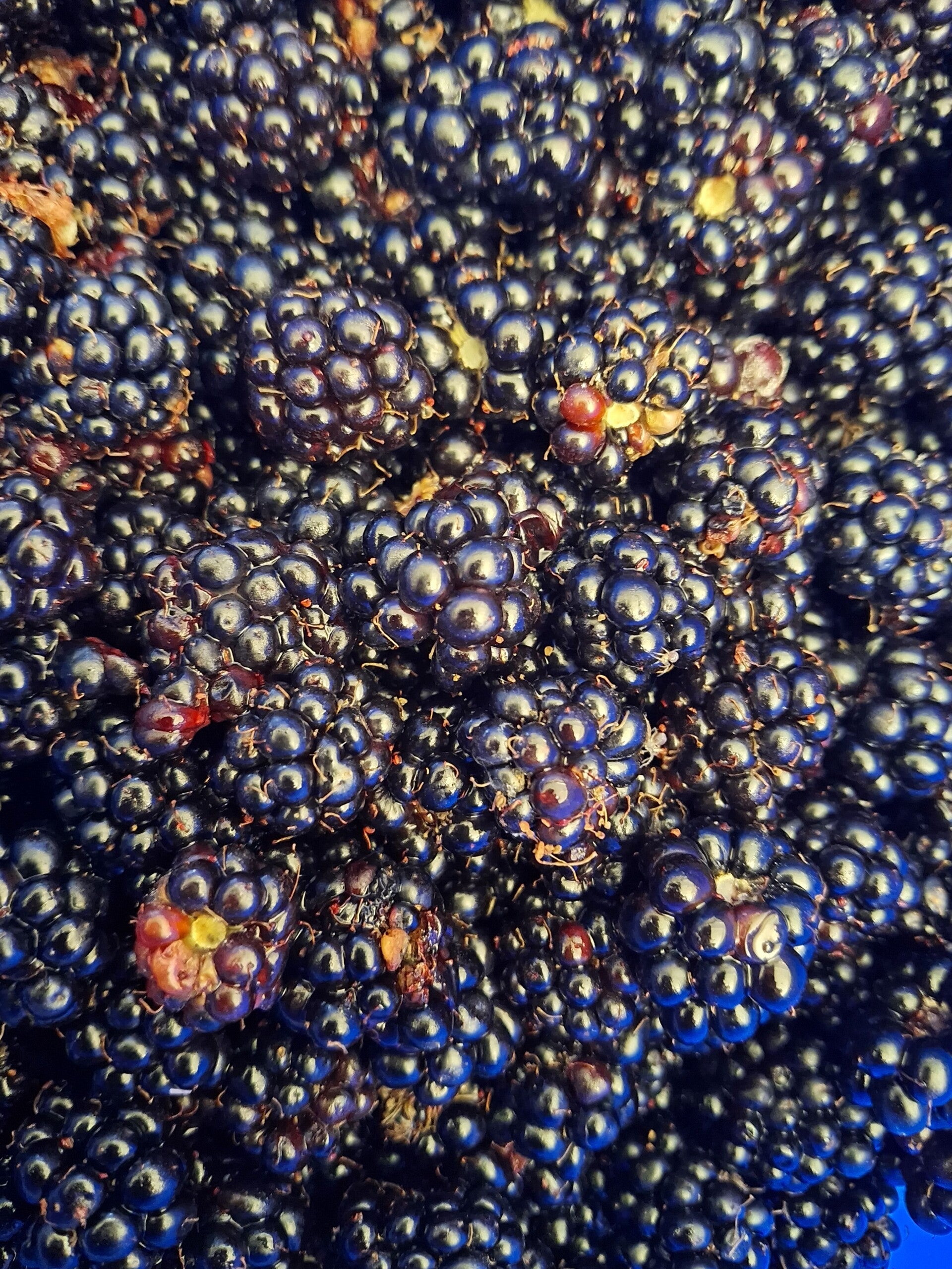 Bramen confiture 230 ml