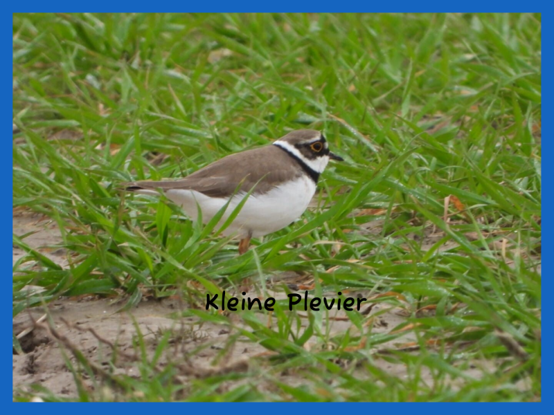 Kleine Plevier