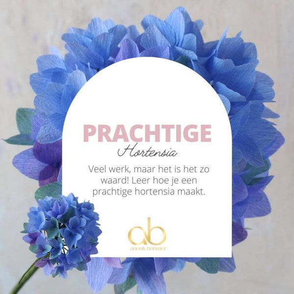 Masterclass Hortensia - vrijdag 26 November 9.00u - 12.00u
