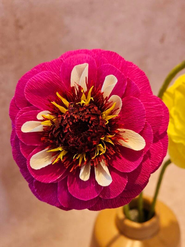 Zinnia parade