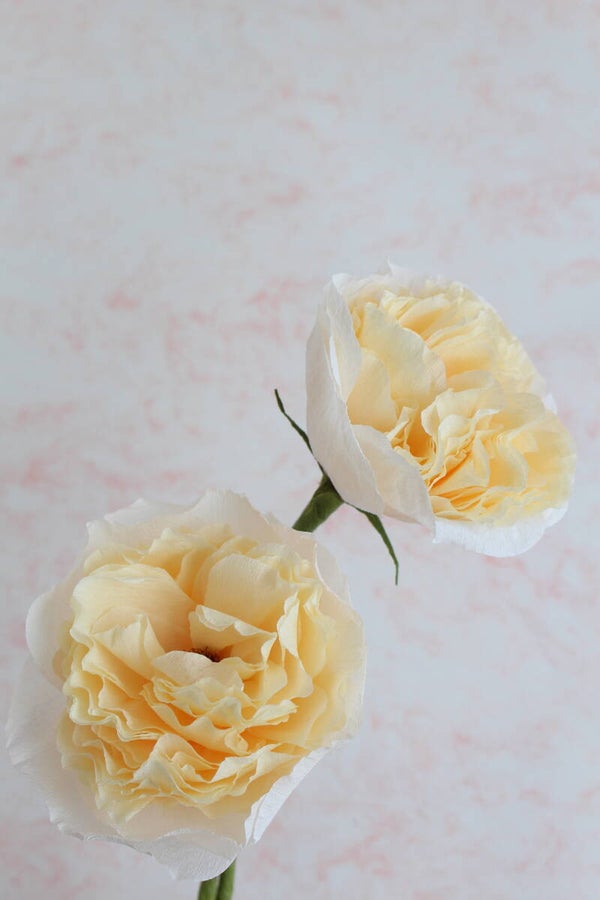 David Austin Roos