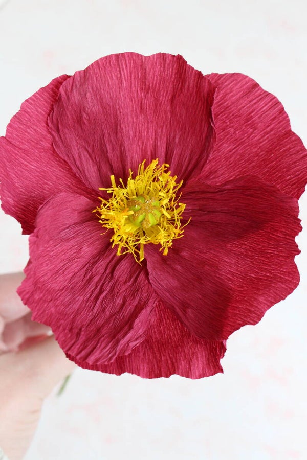 Rode klaproos lange steel