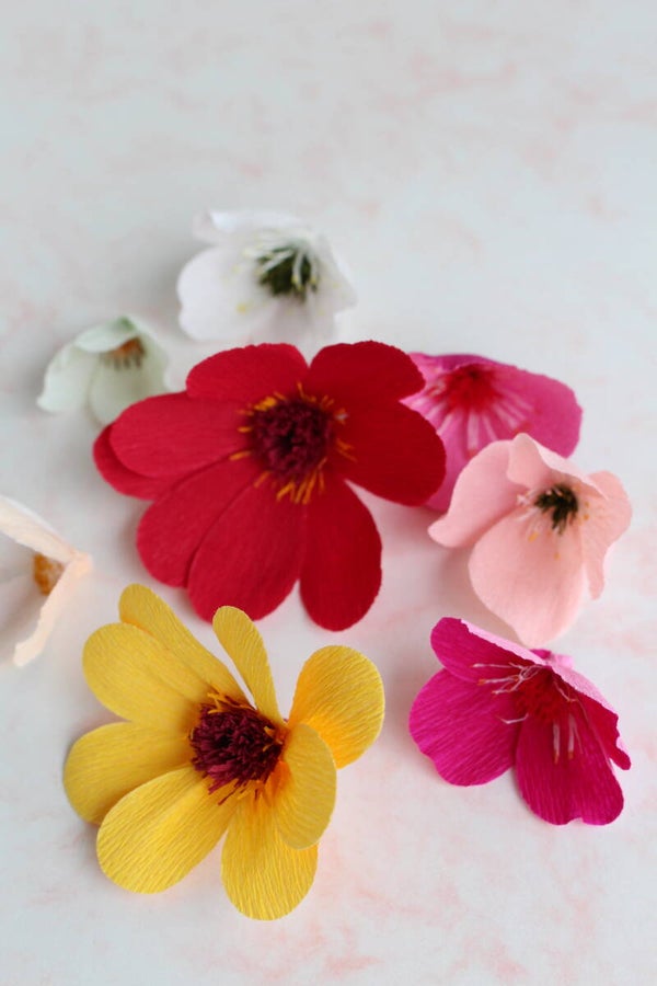 Propbloemen Zinnia 4