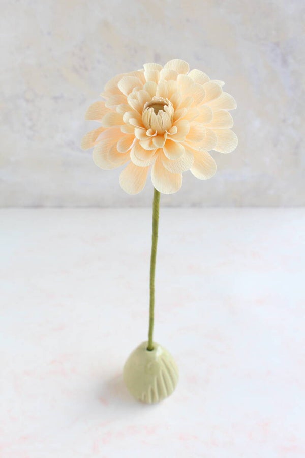 Solo Dahlia