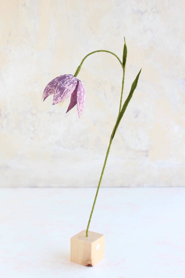 Kievietsbloem Paars 3