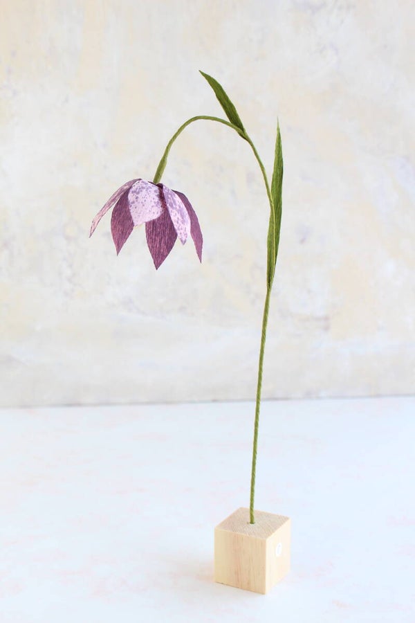 Kievietsbloem Paars 5