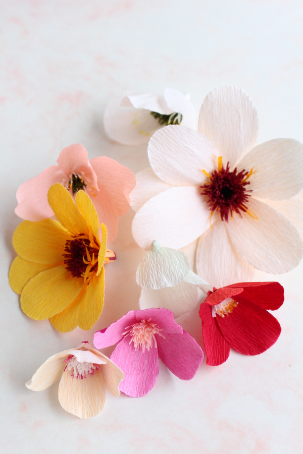 Propbloemen Zinnia 1