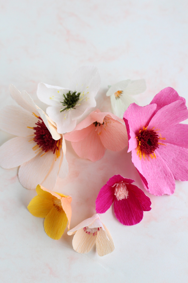 Propbloemen Zinnia 2