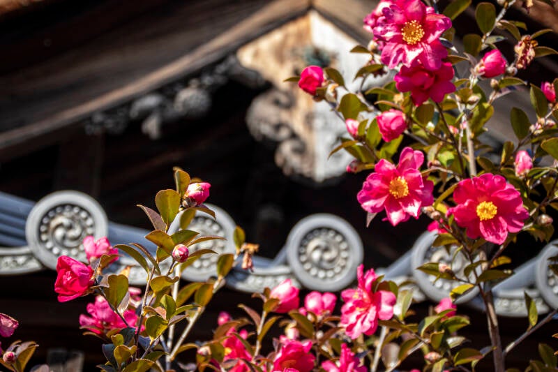 japan-82-standard.jpg