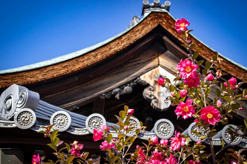 japan-83-standard.jpg