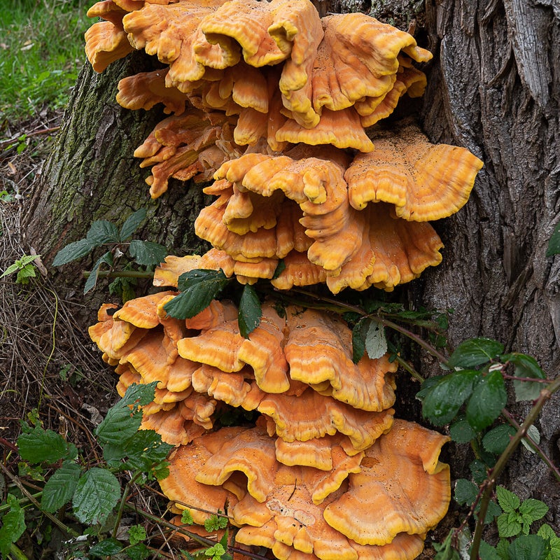zwavelzwam (eetbaar)