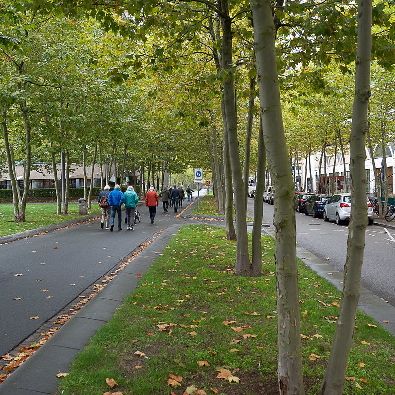 Torenallee met meerstammige platanen