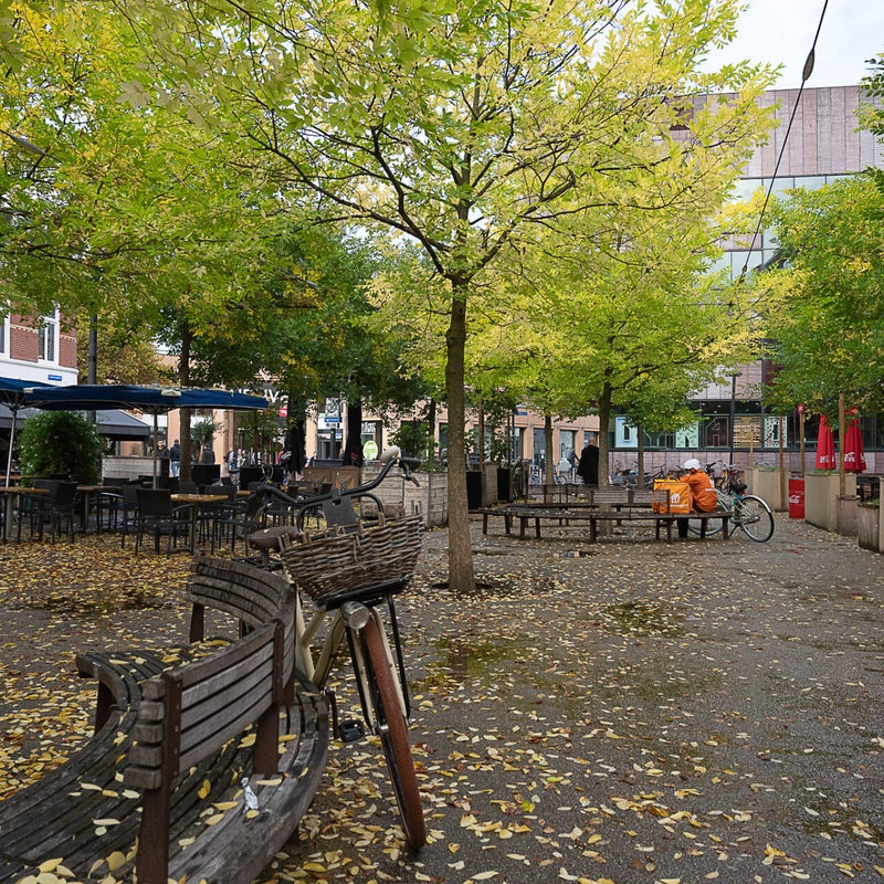 Celtis sinensis, Catherinaplein