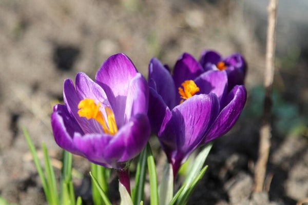Bloemen foto
