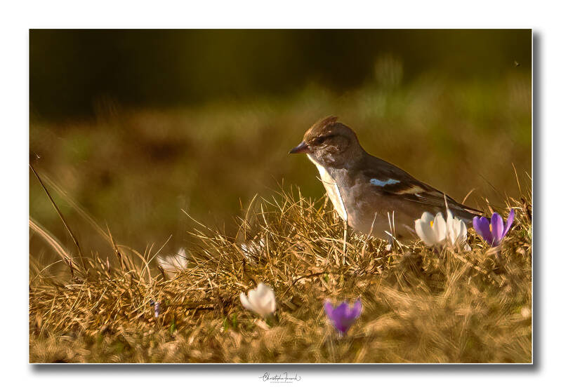 dsc_2911-modifier-modifier-standard.jpg