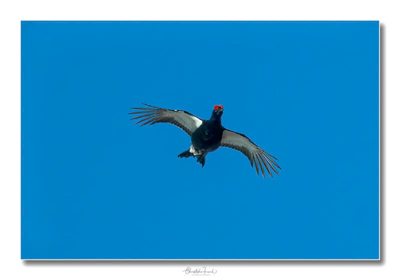 dsc_4538-modifier-modifier-standard.jpg