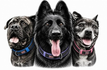 Harley and Hounds