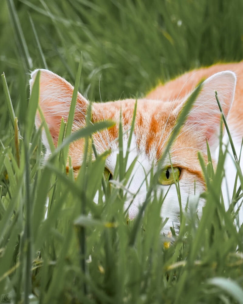 hengstforde-katze-1-2-standard-353w0s.jpg