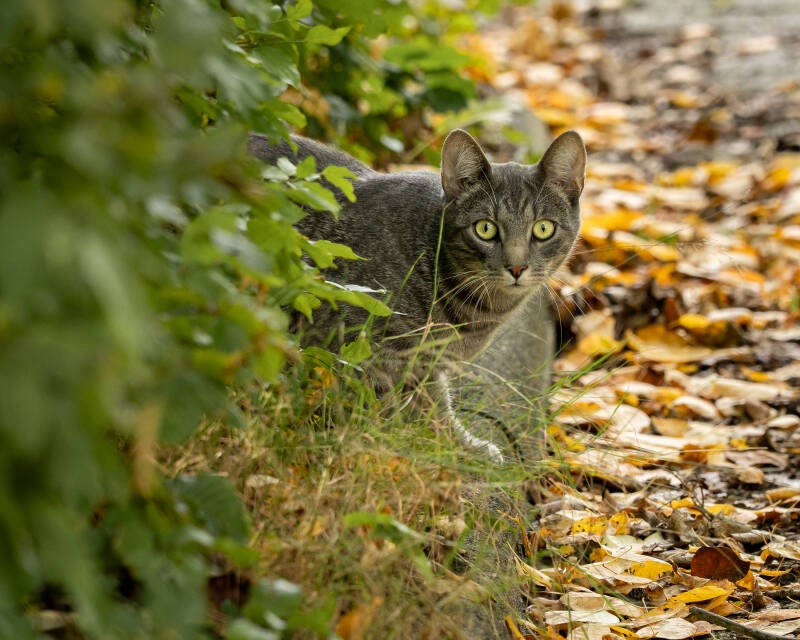 katze-tax-1-10-standard.jpg