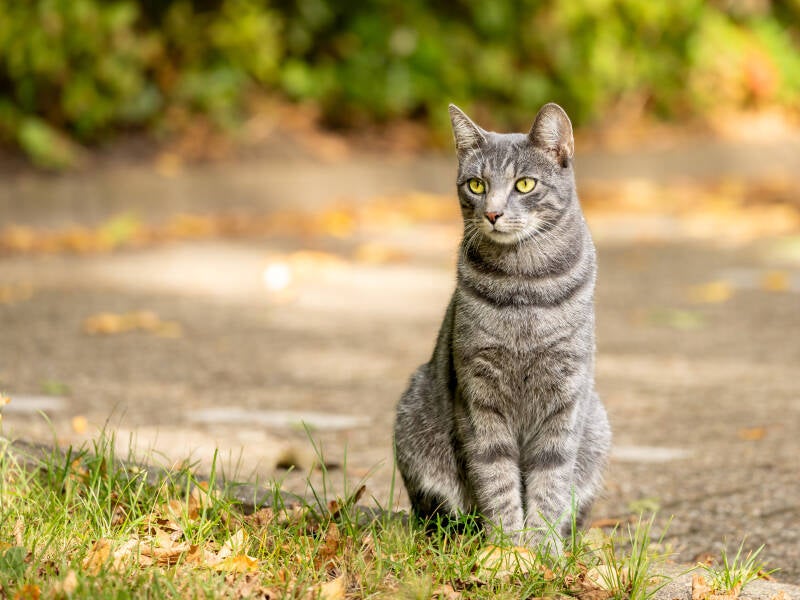 katze-tax-1-4-standard.jpg
