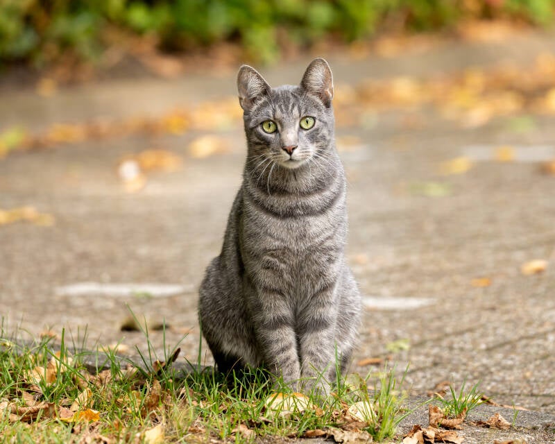 katze-tax-1-7-standard.jpg