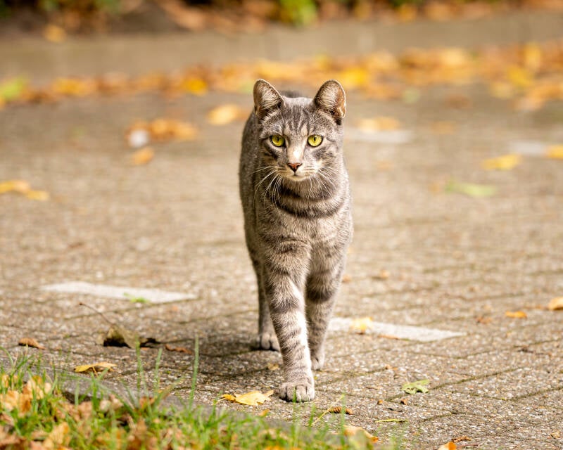 katze-tax-1-8-standard.jpg