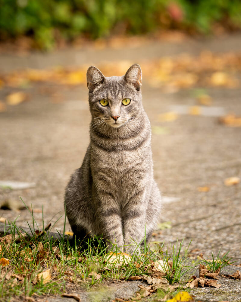 katze-tax-1-standard.jpg