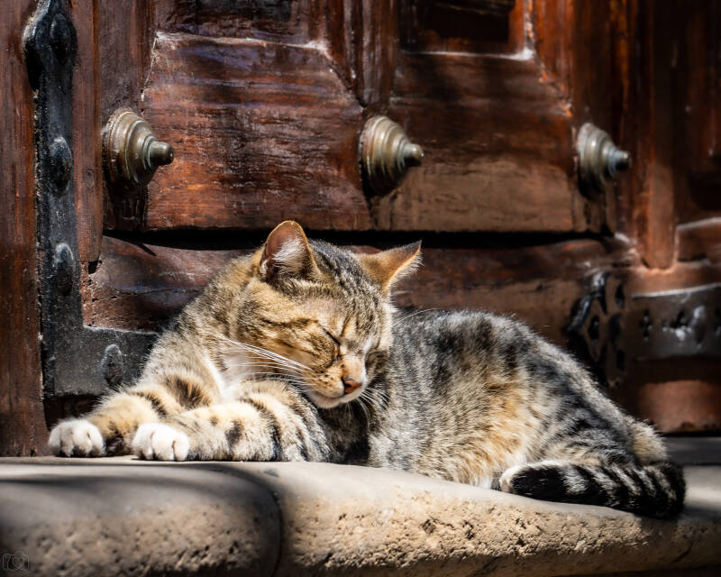 katze-vor-einer-kirchent-r-1-2-standard.jpg