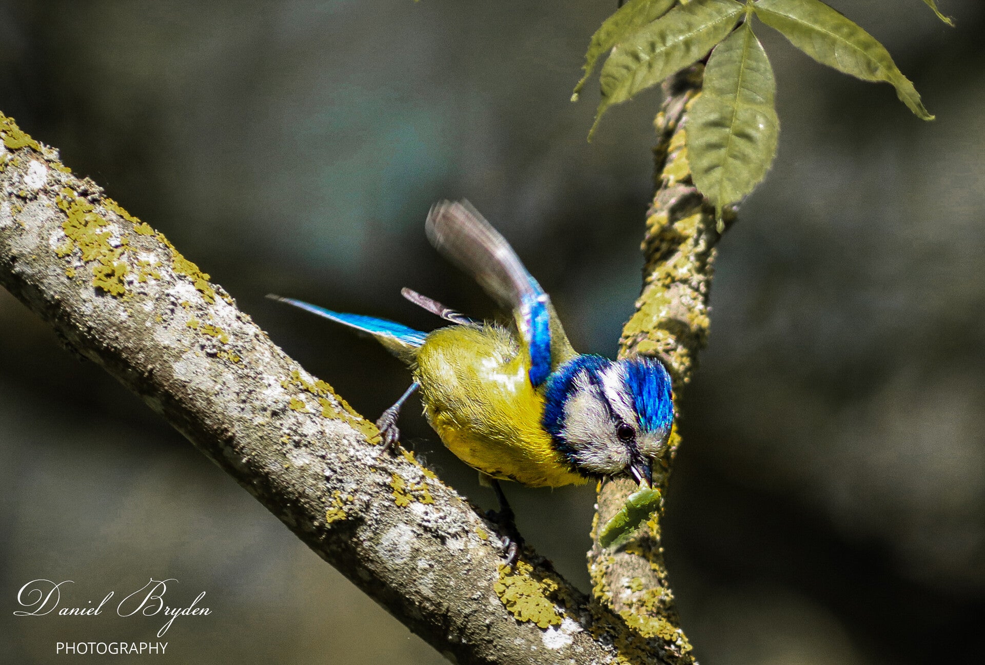 Blue Tit