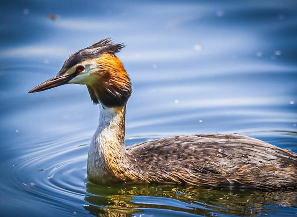 Great crested grebe
