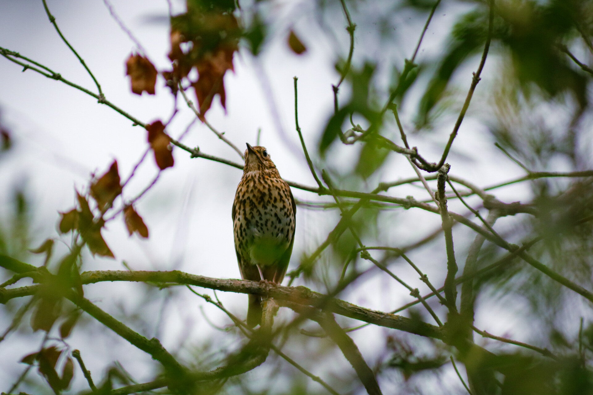 Song thrush