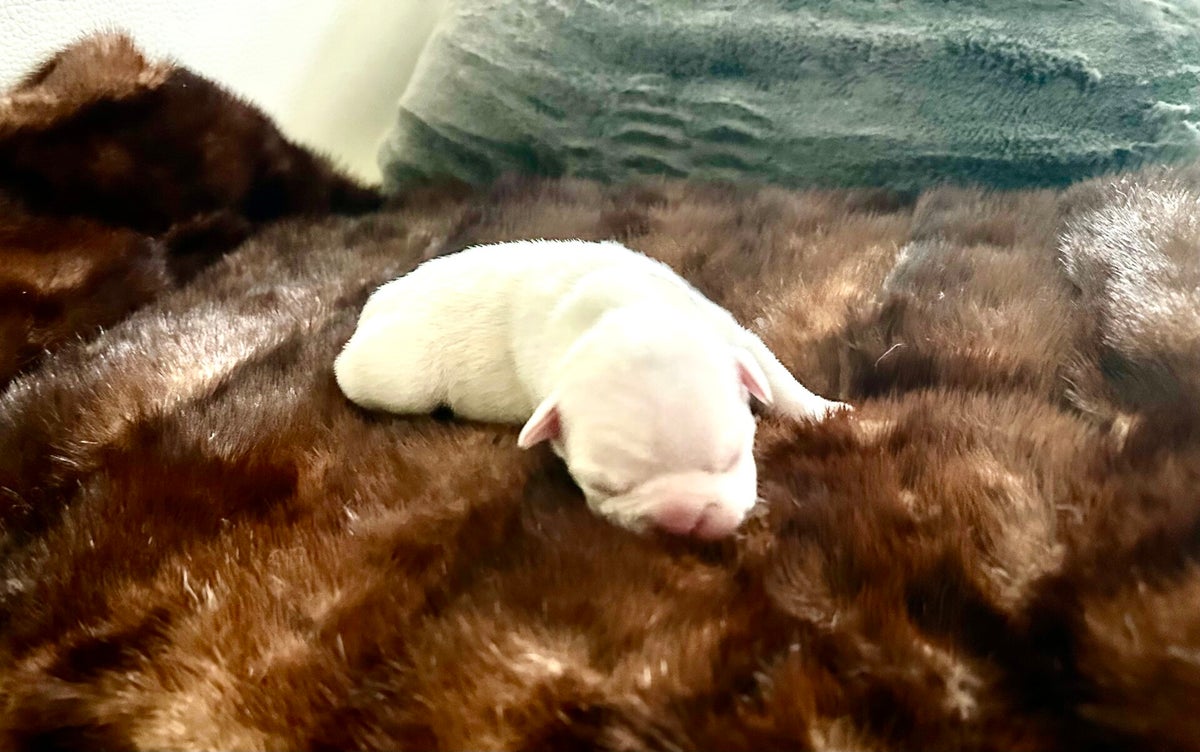 Schäferhunde Mit Geradem Rücken Wir Erwarten Welpen Wir erwarten Welpen | Bullys aus purer Leidenschaft