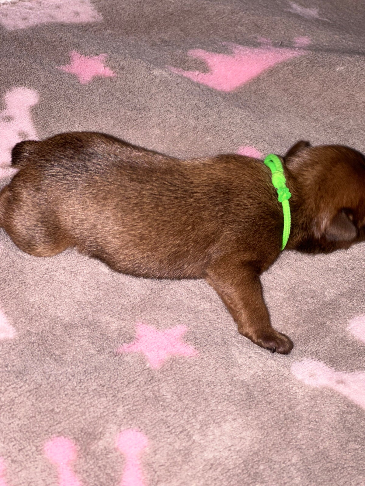 Schäferhunde Mit Geradem Rücken Wir Erwarten Welpen Wir erwarten Welpen | Bullys aus purer Leidenschaft