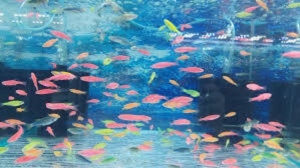 Danio color