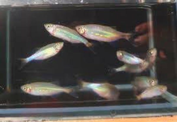 Danio malabaricus