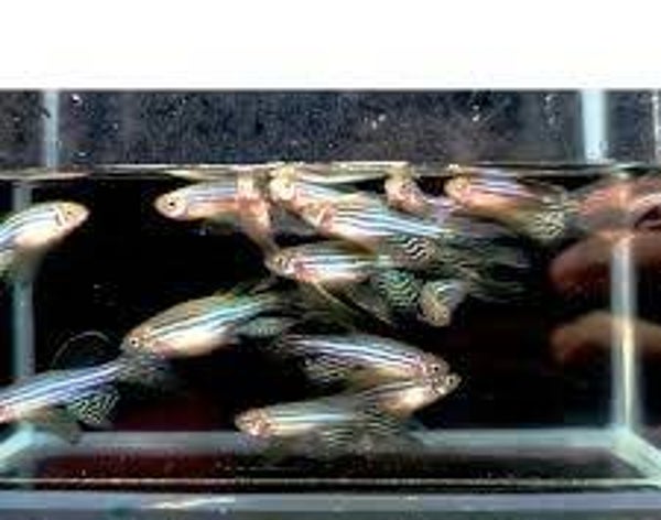 Danio cebra