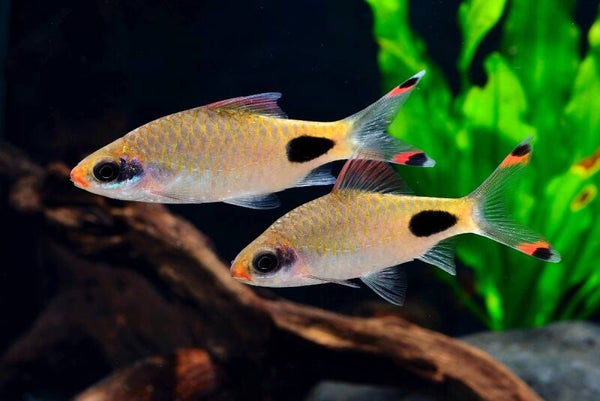 dawkinsia  assimilis