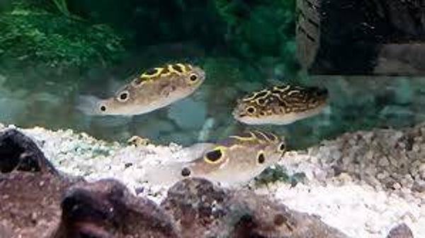 Pez globo Dichotomyctere ocellatus