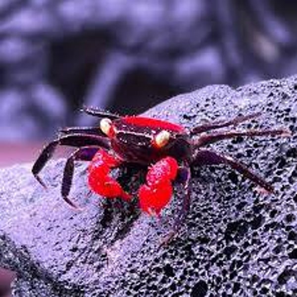 Cangrejo geosesarma  red devil