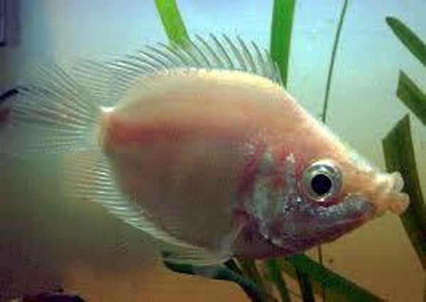 Gurami Helostoma temminckii