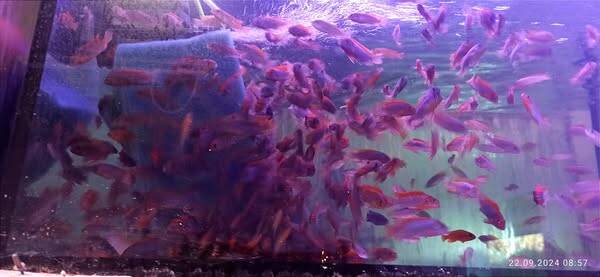 Labidochromis sp.hongi