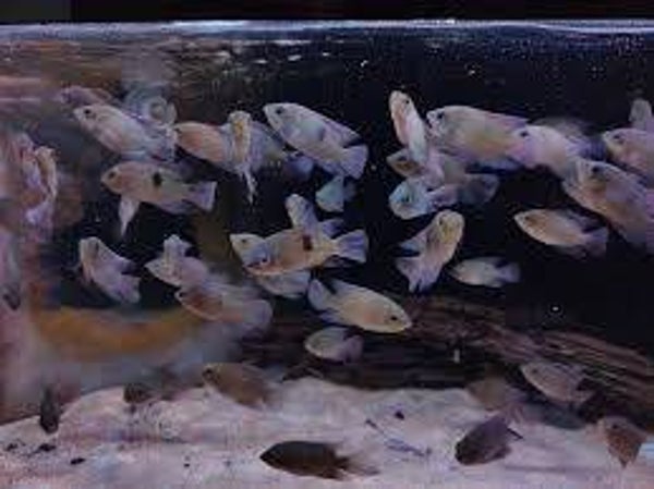 Hypselecara temporalis