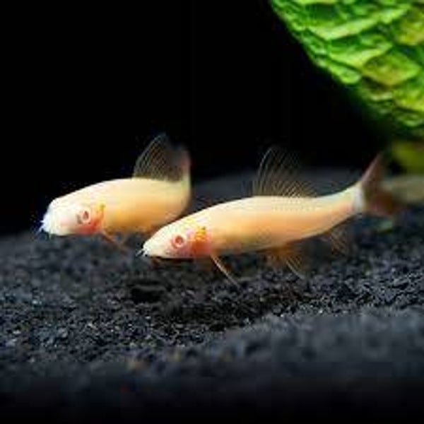 Labeo frenatus albinos