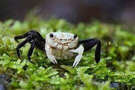 cangrejo  lepidothelphusa  panda