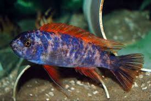 Labeotropheus marmalade.cat