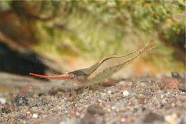 Gamba red nose