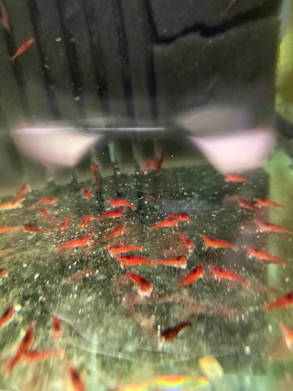 Gamba sakura red