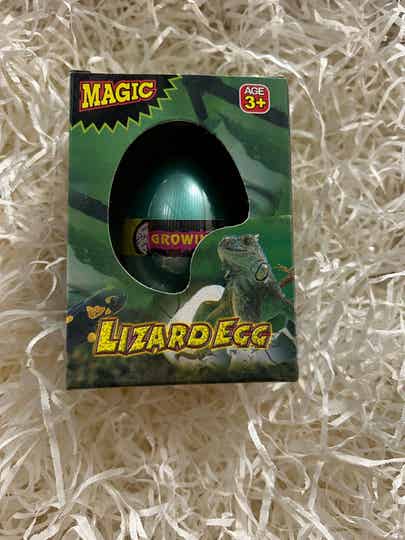groei ei lizard