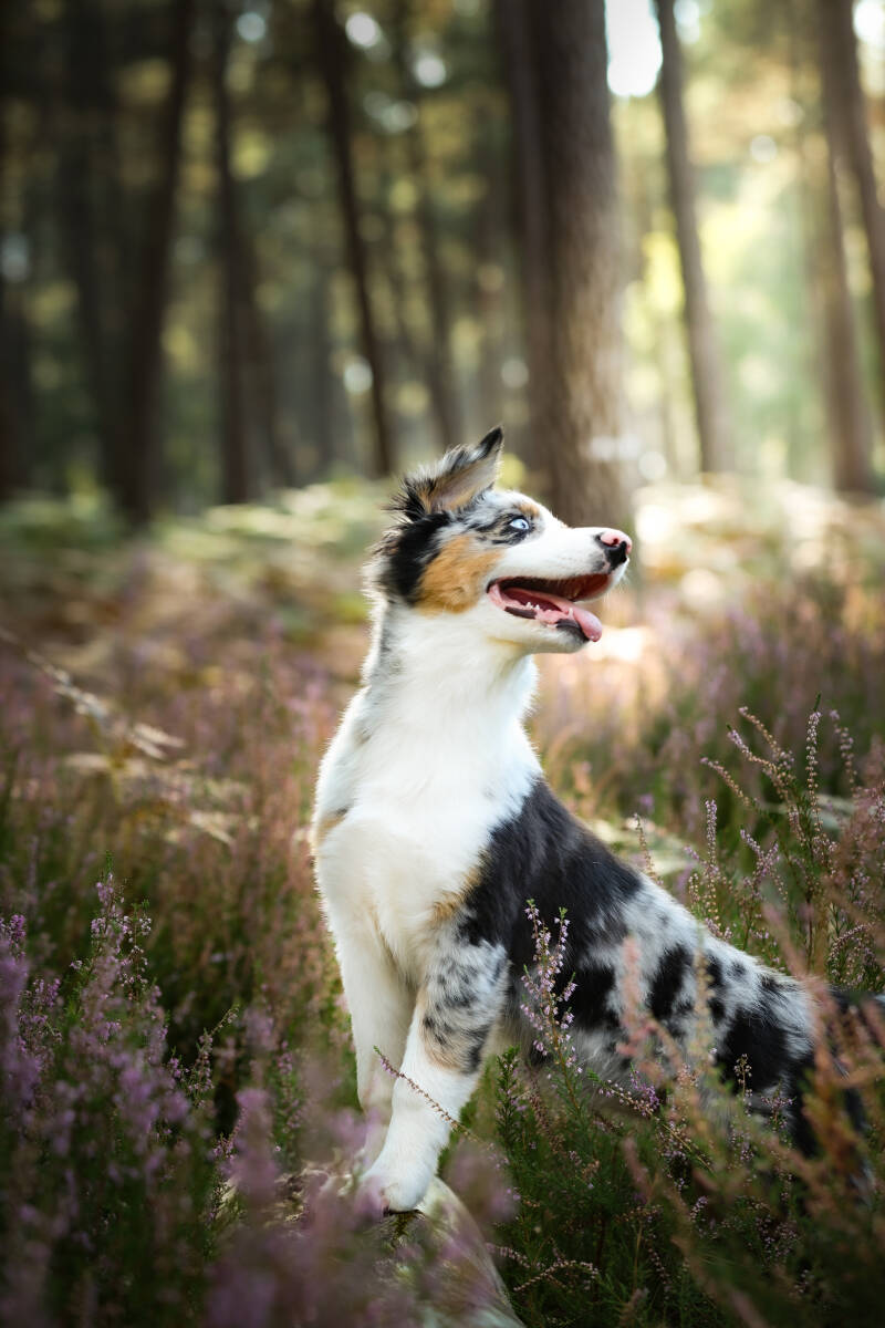chien-lockie-2-standard-xqorcf.jpg