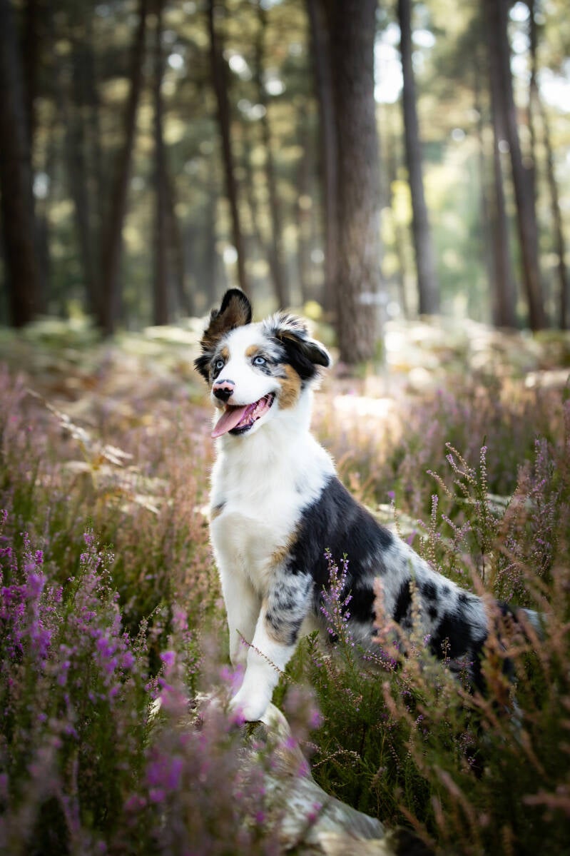 chien-lockie-4-standard-tqme05.jpg